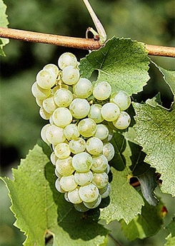 Chardonnay