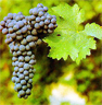 Cabernet Sauvignon