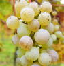 Riesling